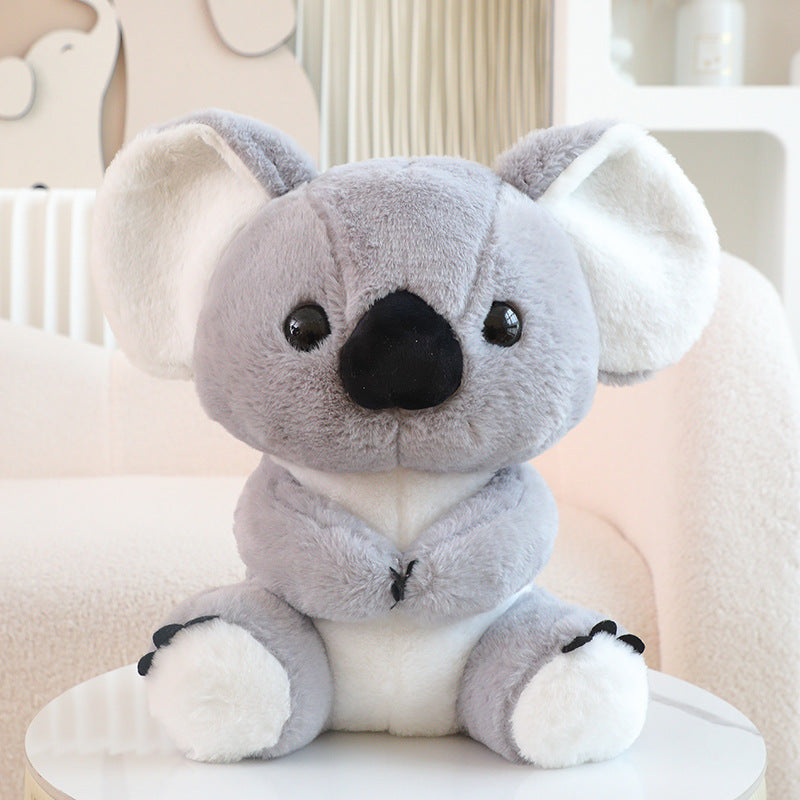 Australian Koala