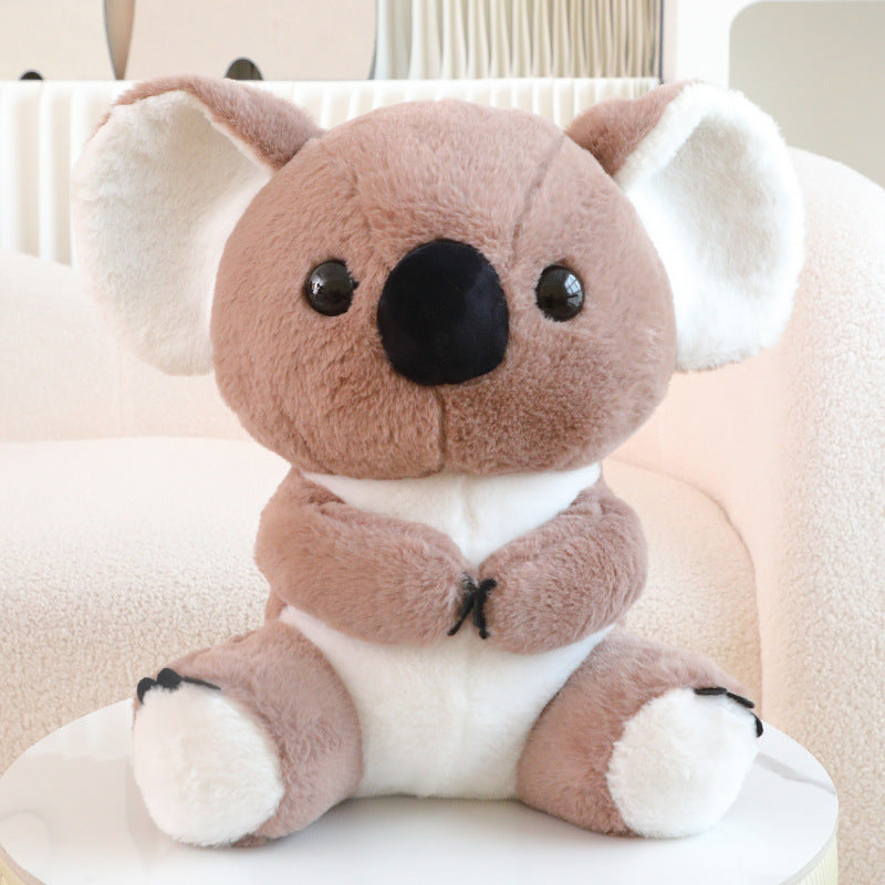 Australian Koala