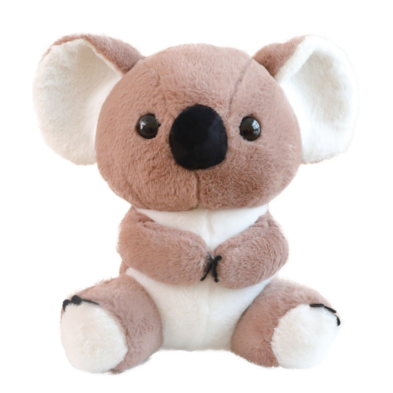 Australian Koala