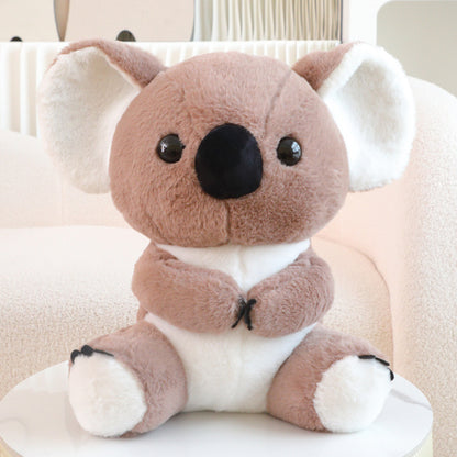 Australian Koala